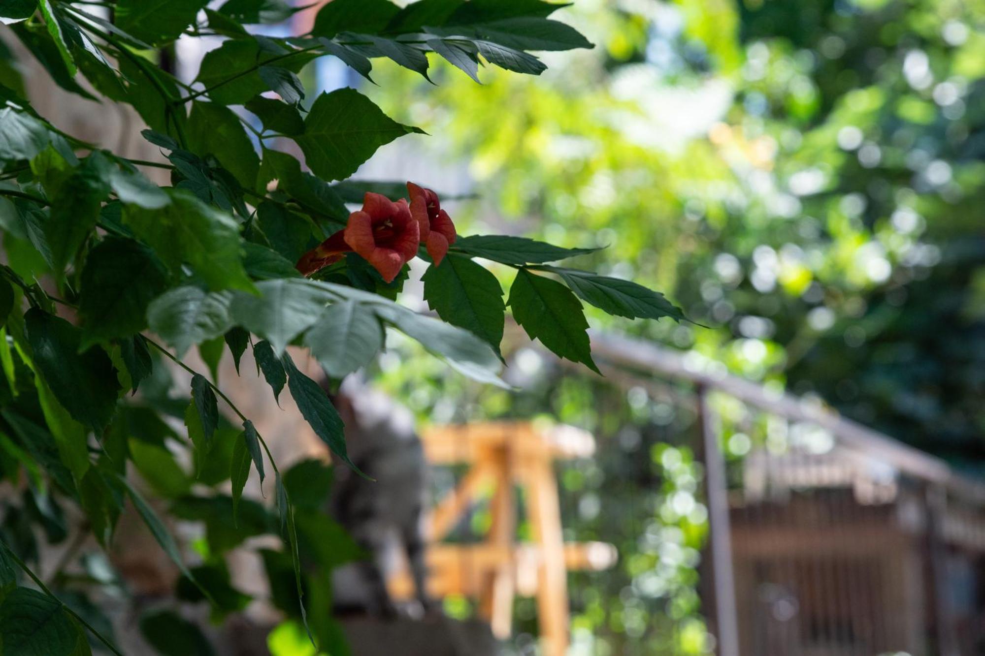 Harmony Inn Safed Bagian luar foto